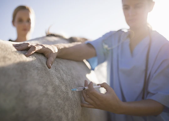 Ciencias Veterinarias
