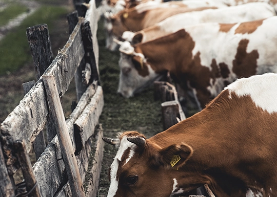 Licenciatura en Producción Animal