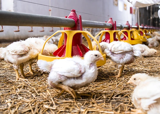 Licenciatura en Producción Animal